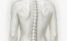 Spine column