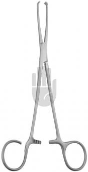 White-Lillie (Colver) 